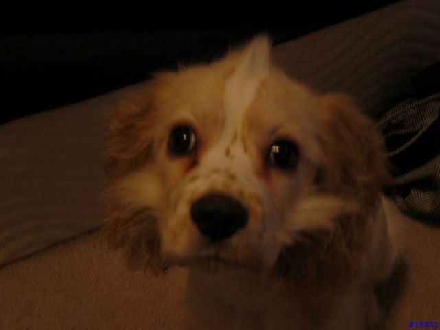 得到免費的黃金獵犬 ~~~ 真是口愛