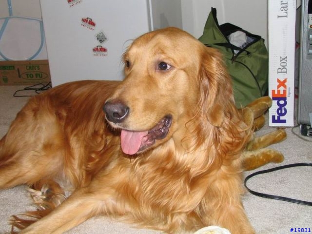 得到免費的黃金獵犬 ~~~ 真是口愛