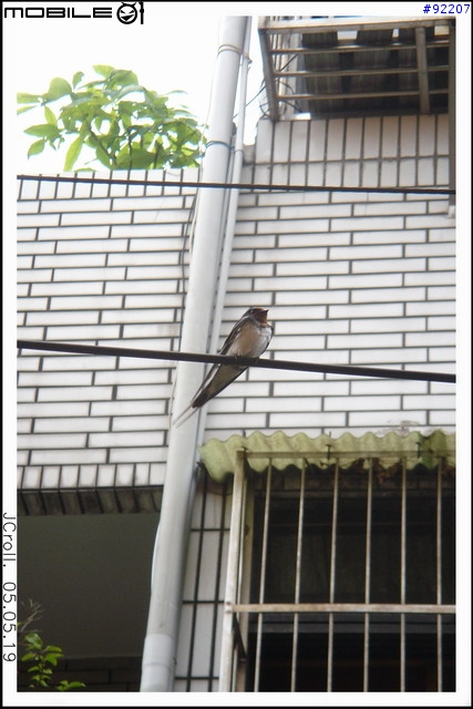 家燕成長日記(5/20更新)