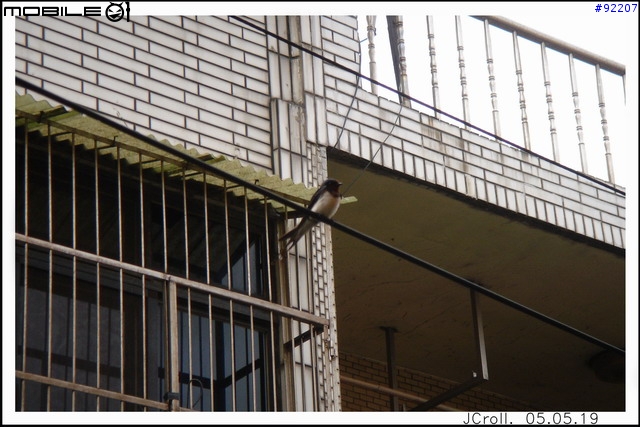 家燕成長日記(5/20更新)