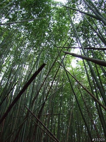 司馬庫斯