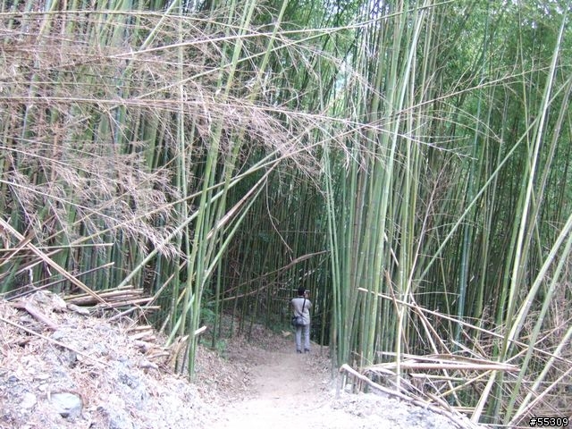 司馬庫斯