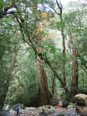司馬庫斯