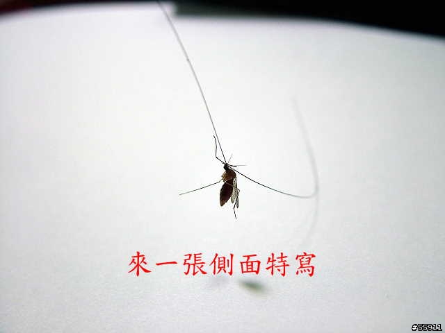小蚊...原來兇手就是你!!