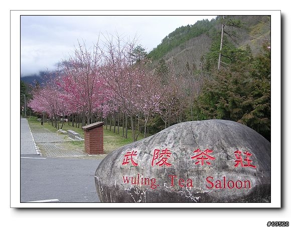 我的腳架遺落在武陵の初春