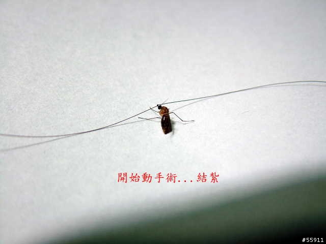 小蚊...原來兇手就是你!!