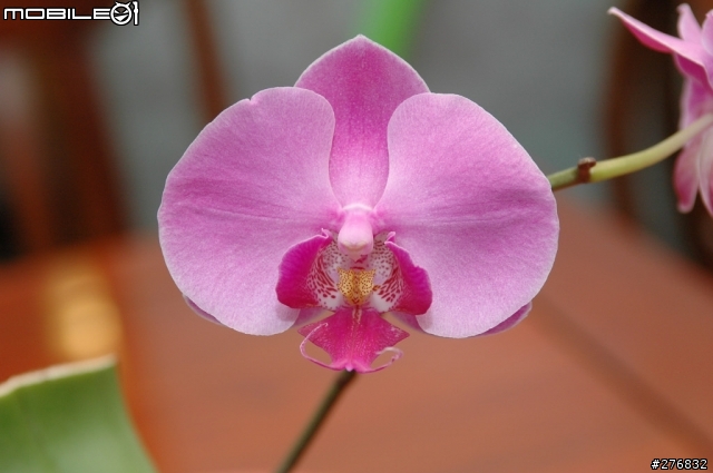 Nikon當家變焦人像鏡皇:AF-S ED Nikkor 28-70mm F2.8D