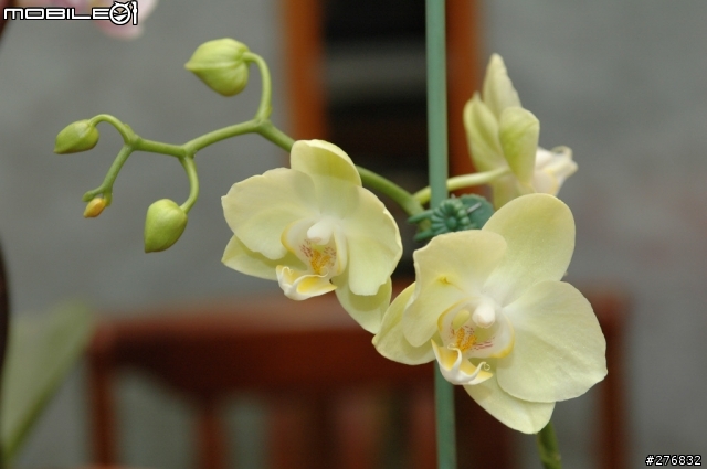 Nikon當家變焦人像鏡皇:AF-S ED Nikkor 28-70mm F2.8D