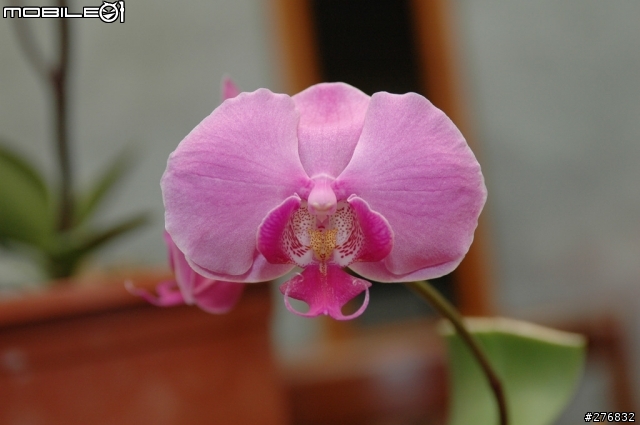 Nikon當家變焦人像鏡皇:AF-S ED Nikkor 28-70mm F2.8D