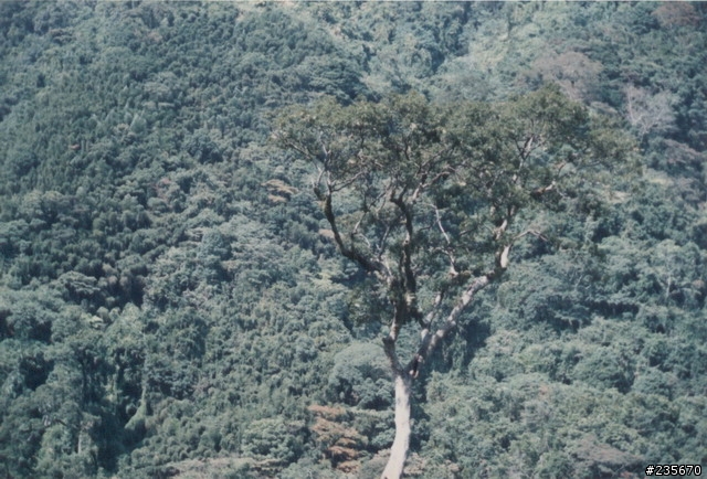 坐擁雲海---松伯山莊