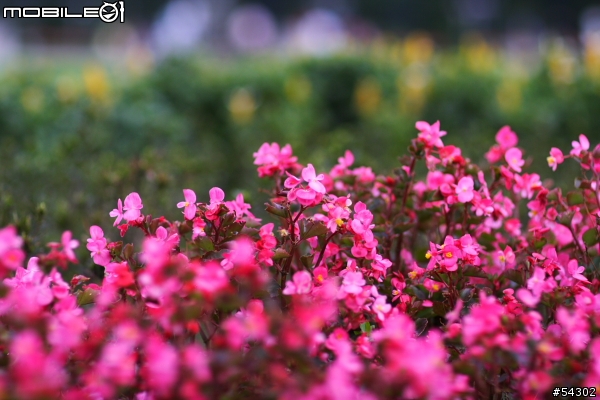 Canon EF 85mm F/1.2 L II USM 開箱 & 非專業試拍