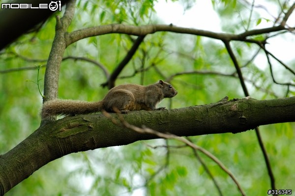 Nikkor AF-s 70-200/f2.8 VR 動物園試拍
