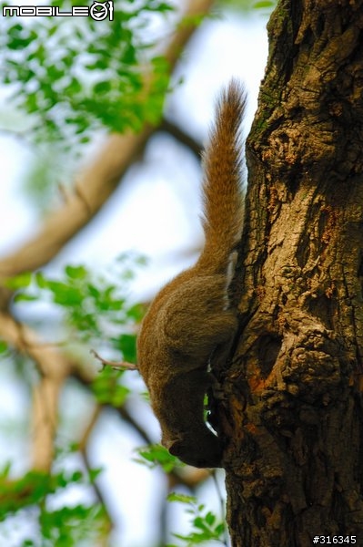 Nikkor AF-s 70-200/f2.8 VR 動物園試拍