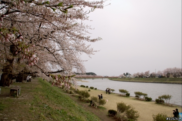 日本東北櫻花之旅(D50+Tamron 18~200)