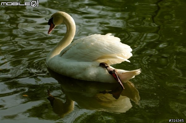 Nikkor AF-s 70-200/f2.8 VR 動物園試拍