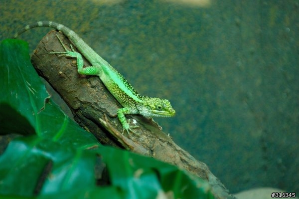 Nikkor AF-s 70-200/f2.8 VR 動物園試拍