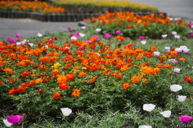 Canon EFS 17-55mm f2.8 IS USM 開箱記念(補圖)