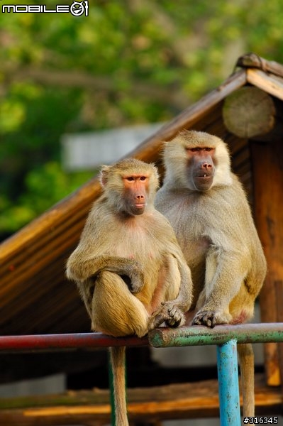 Nikkor AF-s 70-200/f2.8 VR 動物園試拍
