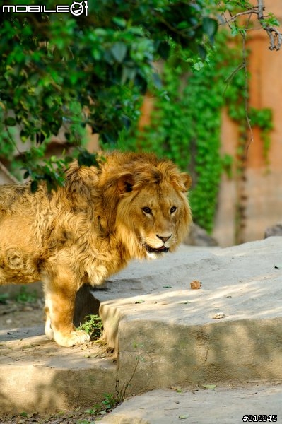 Nikkor AF-s 70-200/f2.8 VR 動物園試拍