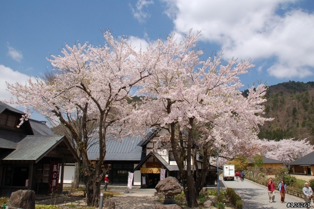日本東北櫻花之旅(D50+Tamron 18~200)