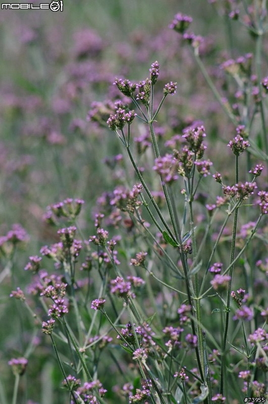踏青採花的好去處 - 向陽農場 ( 圖片問題已解決 )