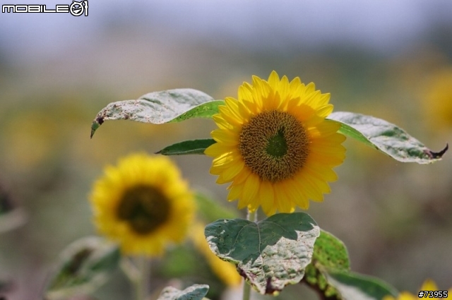 踏青採花的好去處 - 向陽農場 ( 圖片問題已解決 )
