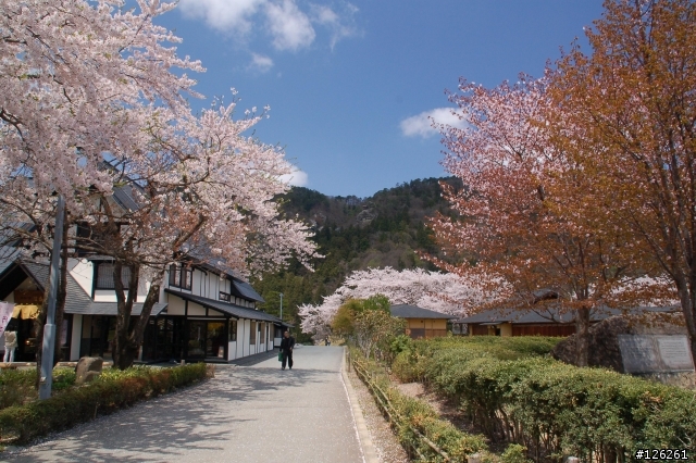 日本東北櫻花之旅(D50+Tamron 18~200)