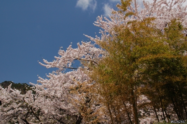 日本東北櫻花之旅(D50+Tamron 18~200)