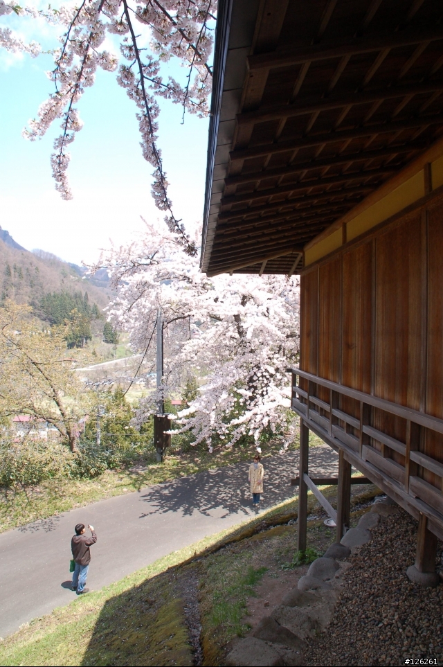 日本東北櫻花之旅(D50+Tamron 18~200)