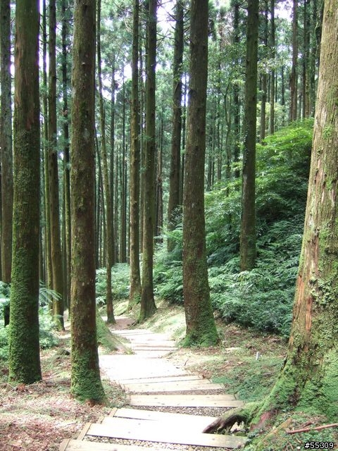 東眼山森林遊樂區
