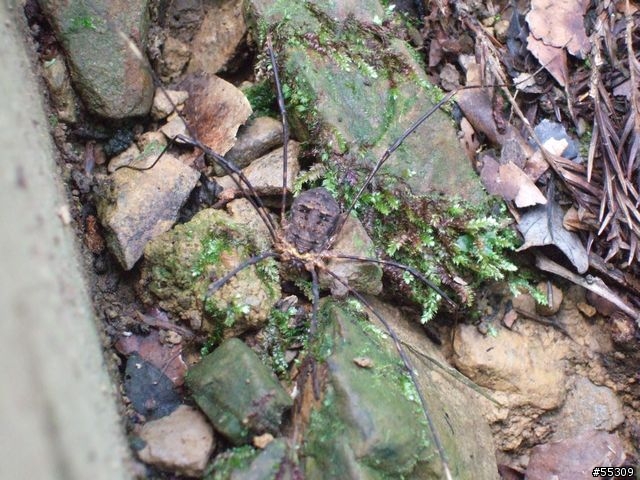 東眼山森林遊樂區