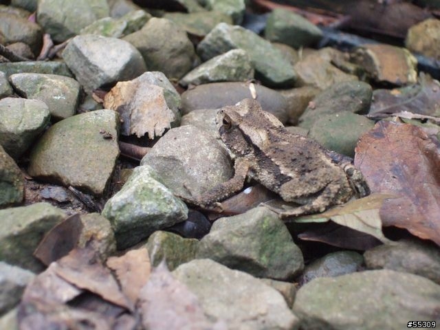 東眼山森林遊樂區