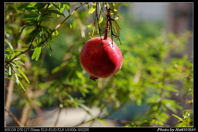 TAMRON A16 17-50mm For NIKON(增加人像試拍照)