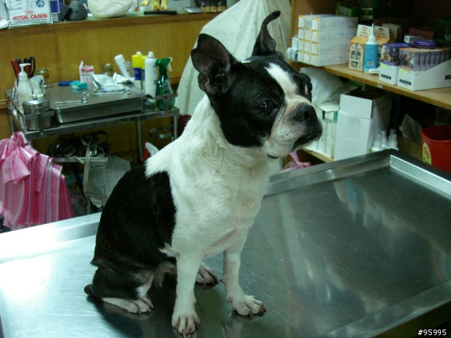 波士頓犬想回家!