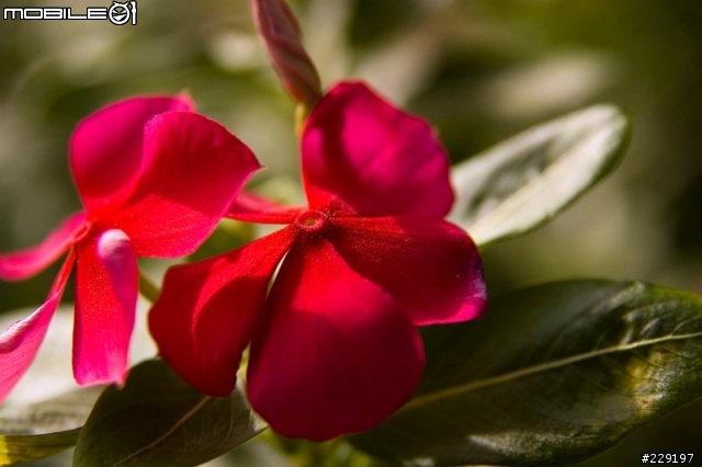 Nikon AF-S ED 18-70mm vs Sigma 17-70mm Macro