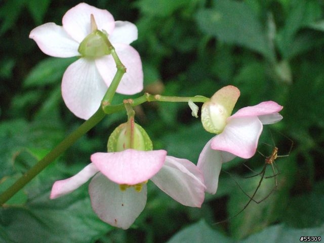 東眼山森林遊樂區