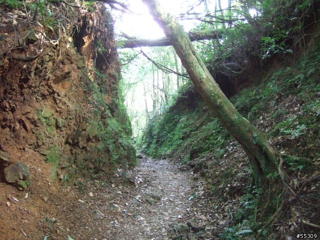 東眼山森林遊樂區