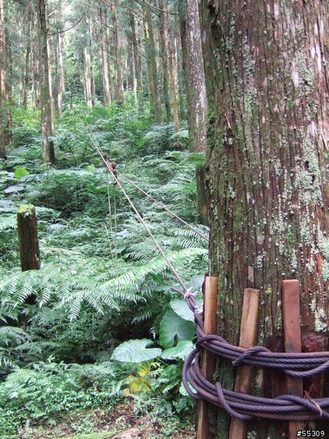 東眼山森林遊樂區