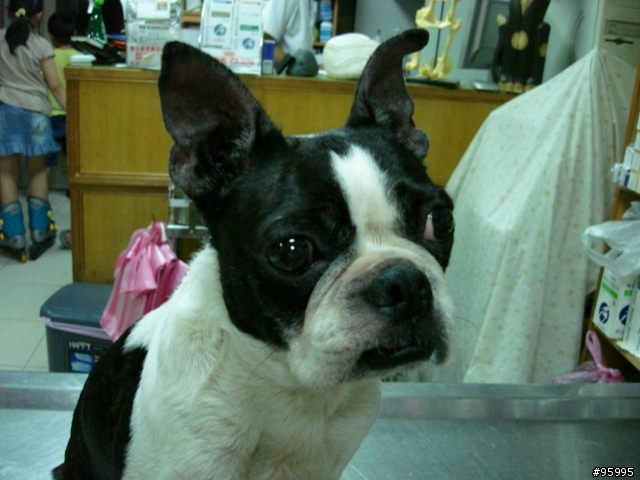 波士頓犬想回家!