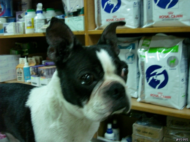 波士頓犬想回家!