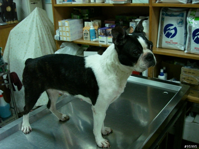波士頓犬想回家!