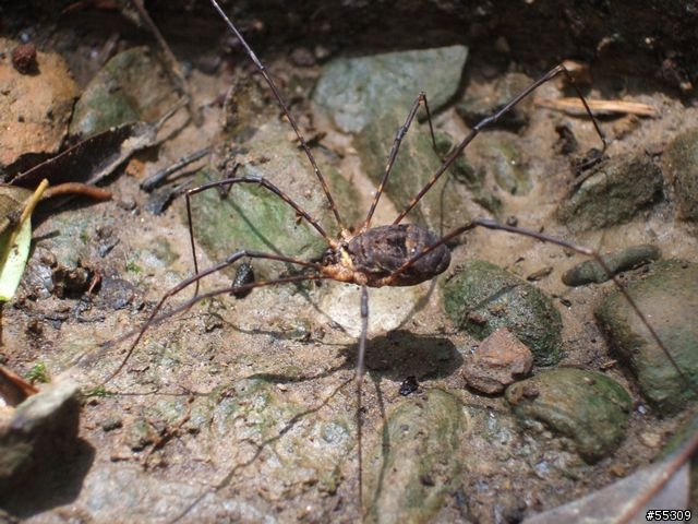 東眼山森林遊樂區