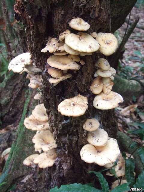 東眼山森林遊樂區