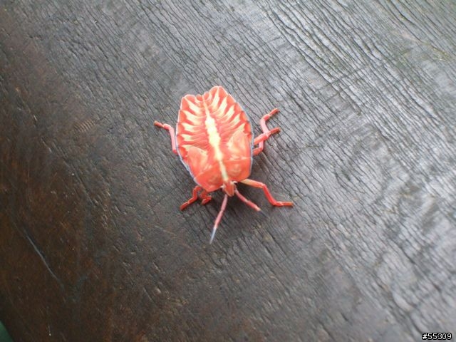 東眼山森林遊樂區