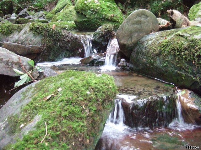 東眼山森林遊樂區