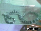 我剛在家裡捉到一條黑白蛇....這下子要做惡夢了