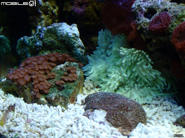 我的海水缸~~~這應該也算是收藏吧