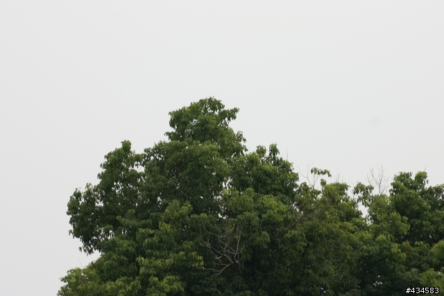 騰龍 A17 VS SIGMA 70-300 DG