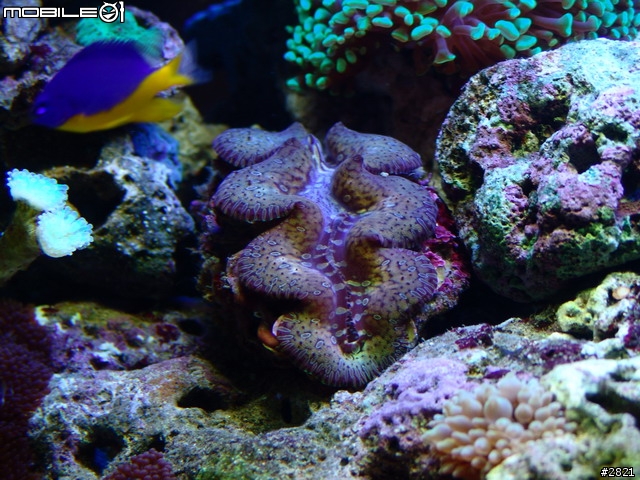 我的海水缸~~~這應該也算是收藏吧