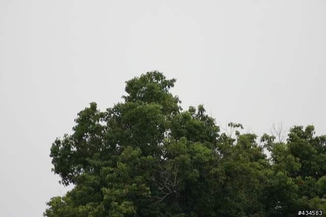 騰龍 A17 VS SIGMA 70-300 DG